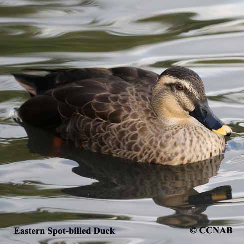 Birds of North America