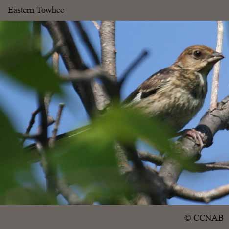 Birds of North America