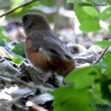 Birds of North America