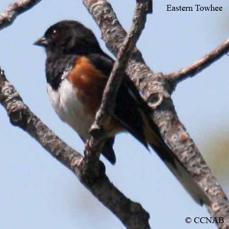 Birds of North America