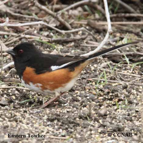 Birds of North America