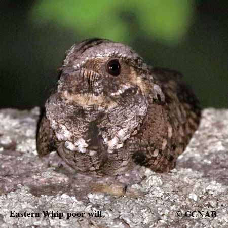 Birds of North America