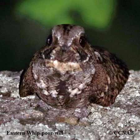 Birds of North America