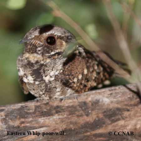 Birds of North America