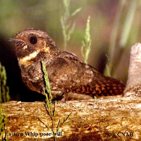 North American Nightjars