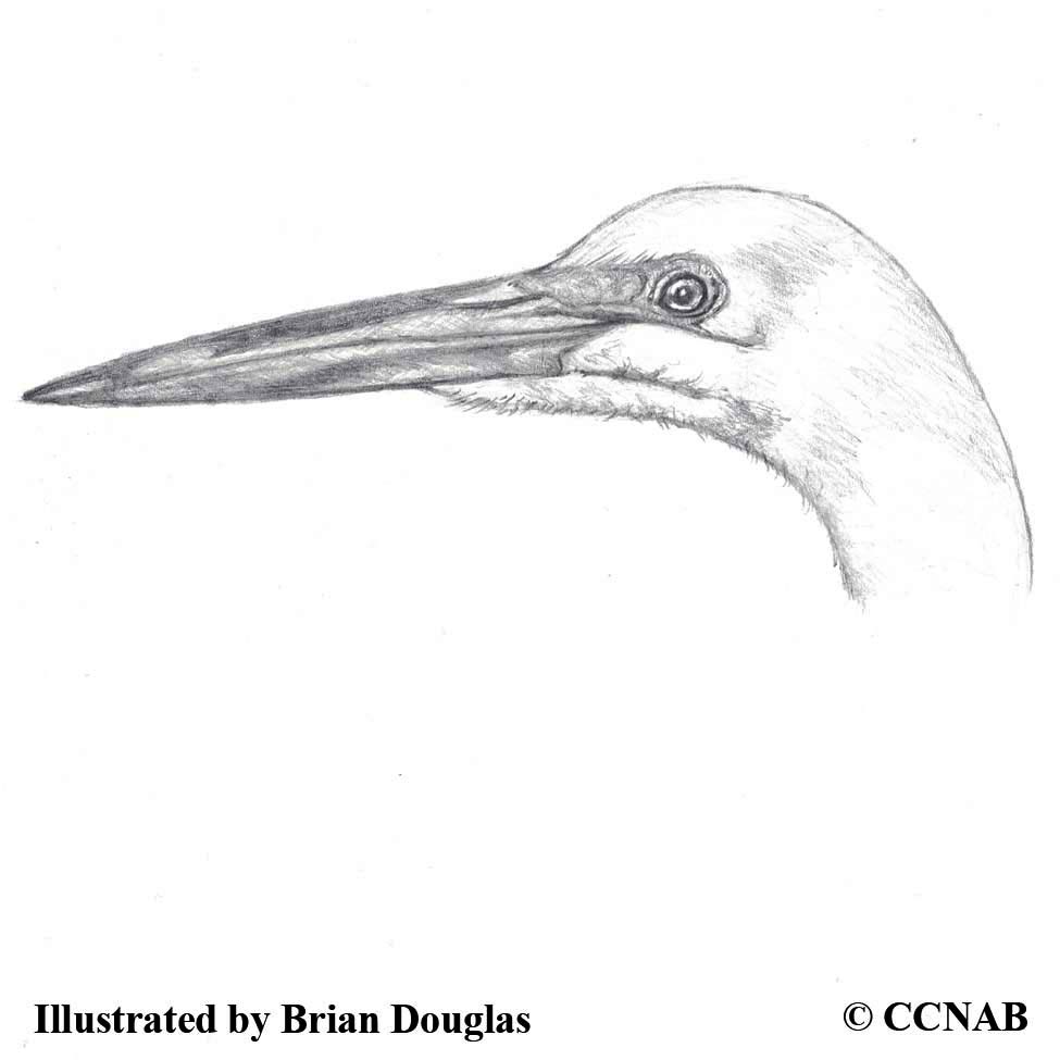 egrets