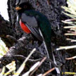 Elegant Trogon songs and calls