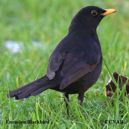 Birds of North America