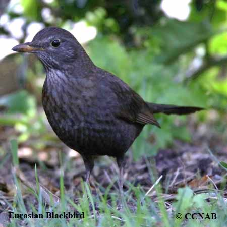 Birds of North America