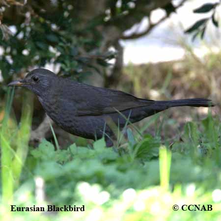 Birds of North America