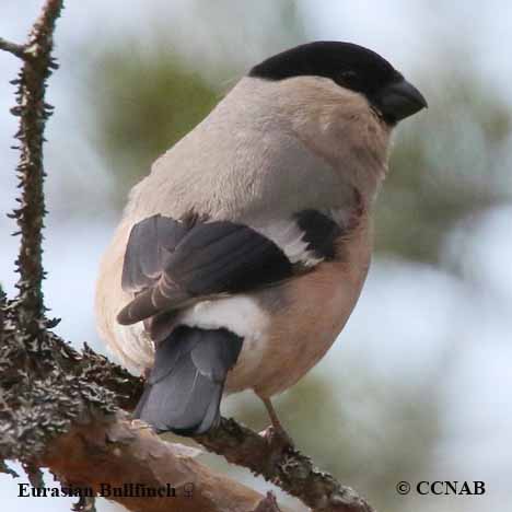 Birds of North America