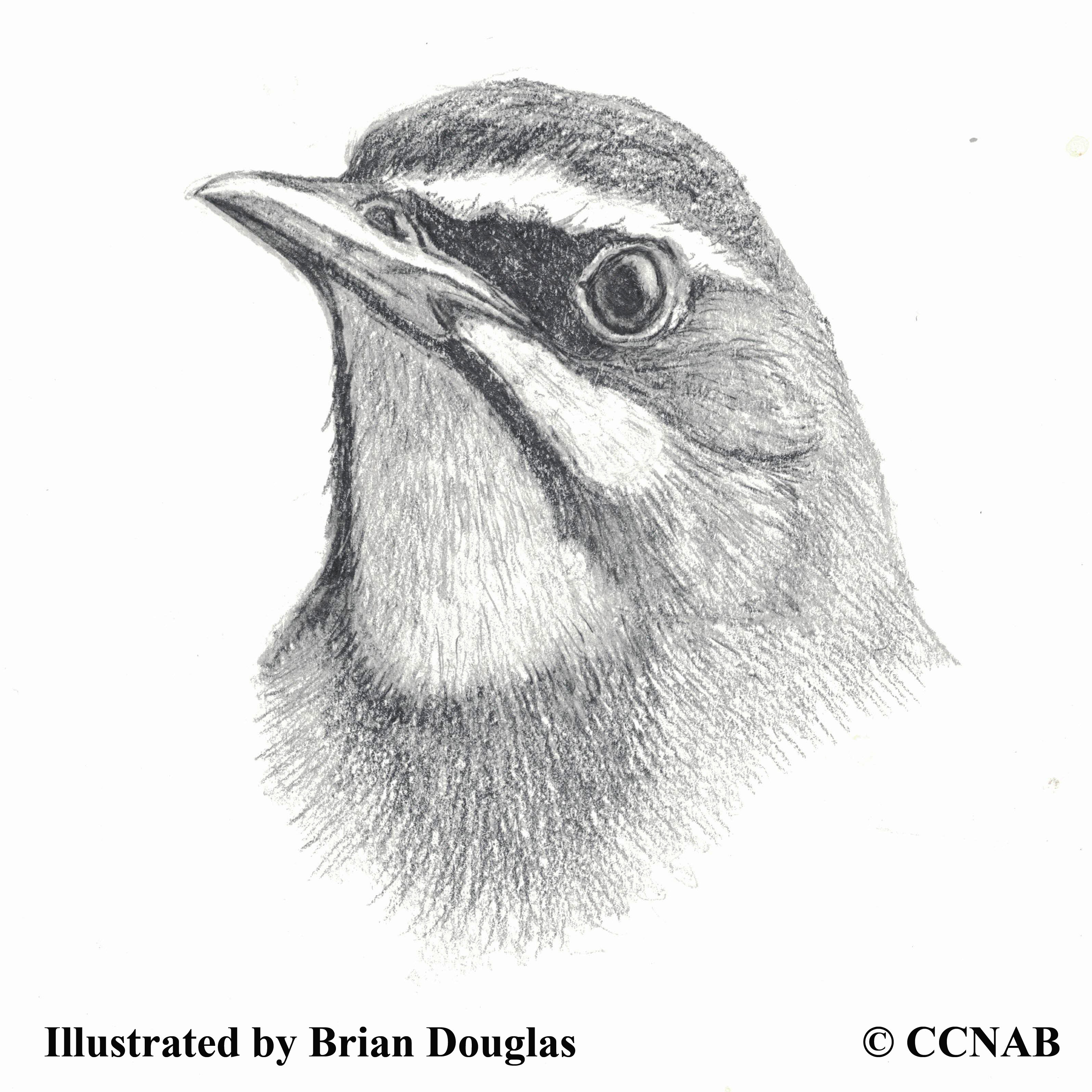 eurasian flycatcher