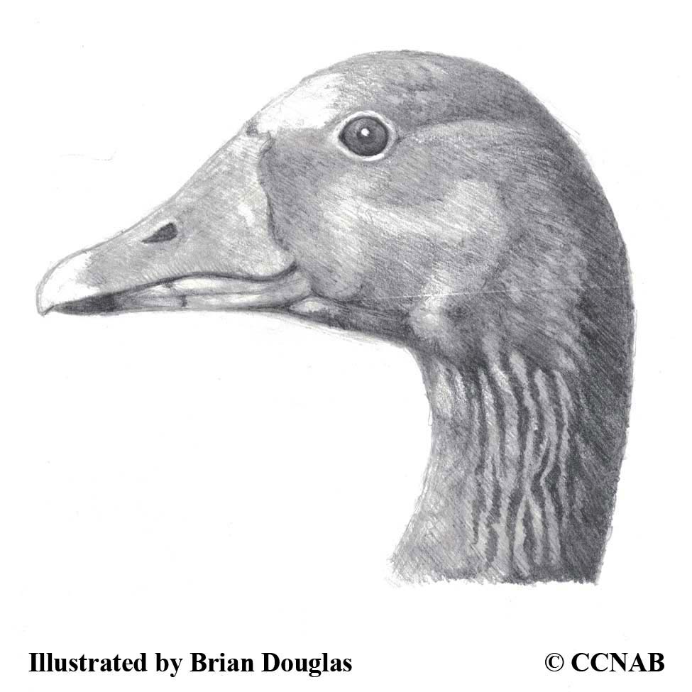 eurasian Geese