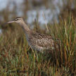 Eurasian Whimbrel