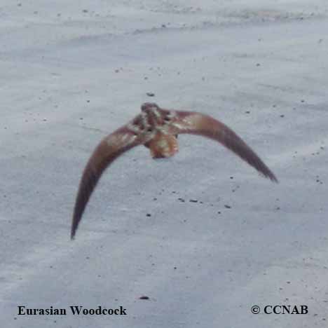 Birds of North America