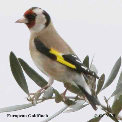 European Goldfinch