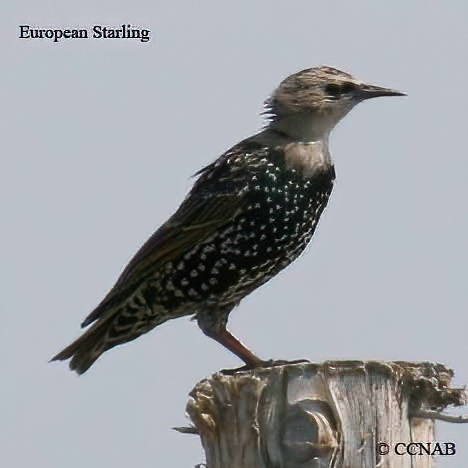 Birds of North America