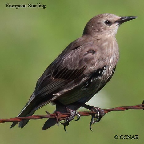 Birds of North America