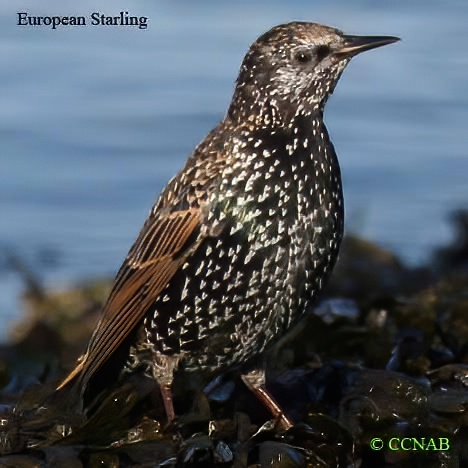 Birds of North America