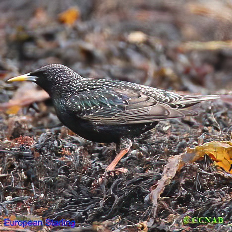 Birds of North America