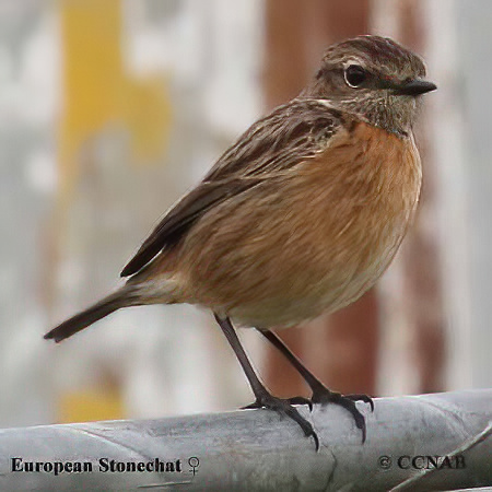 Birds of North America