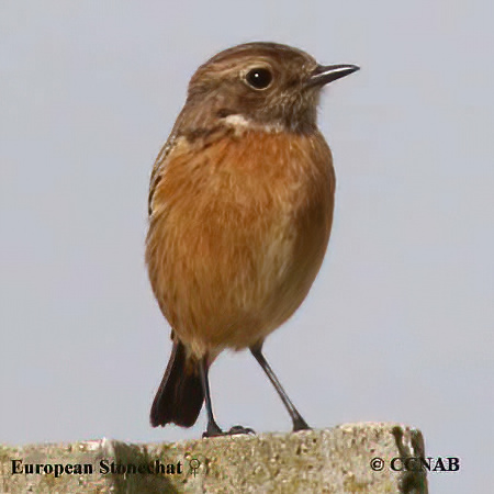 Birds of North America