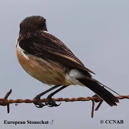 Birds of North America