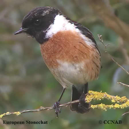 Birds of North America