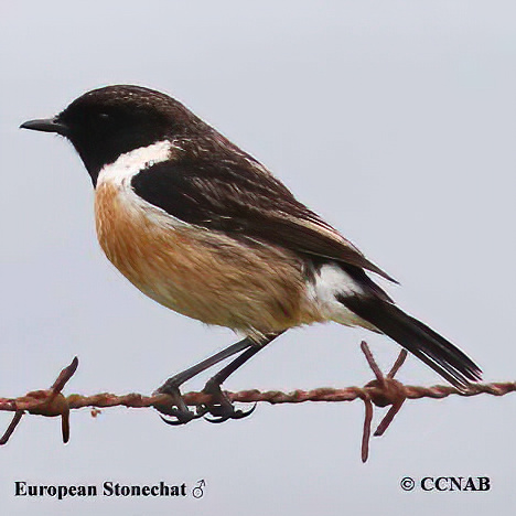 Birds of North America