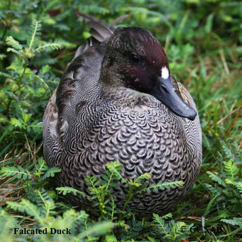 Birds of North America