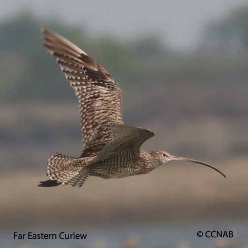 Birds of North America