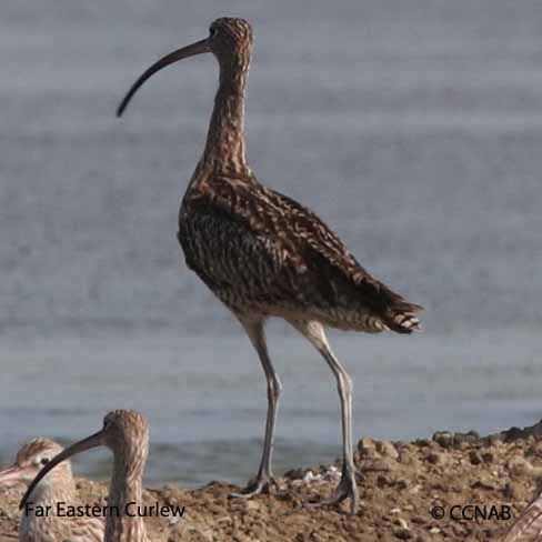 Birds of North America