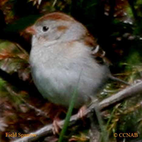 Birds of North America