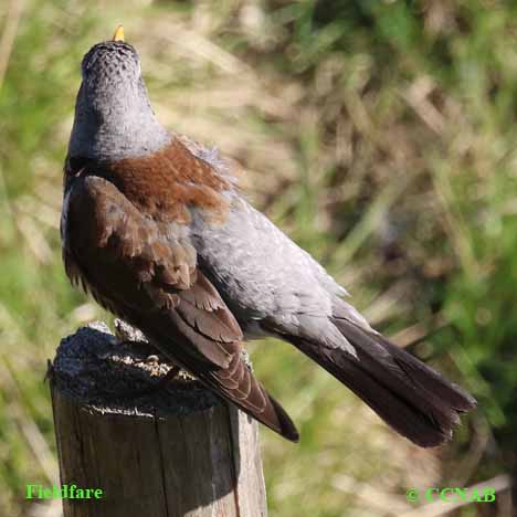 Birds of North America