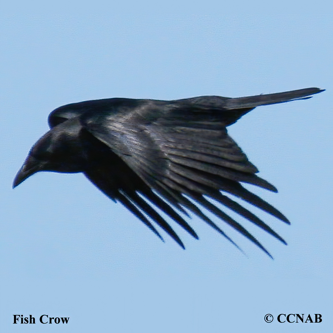 Birds of North America