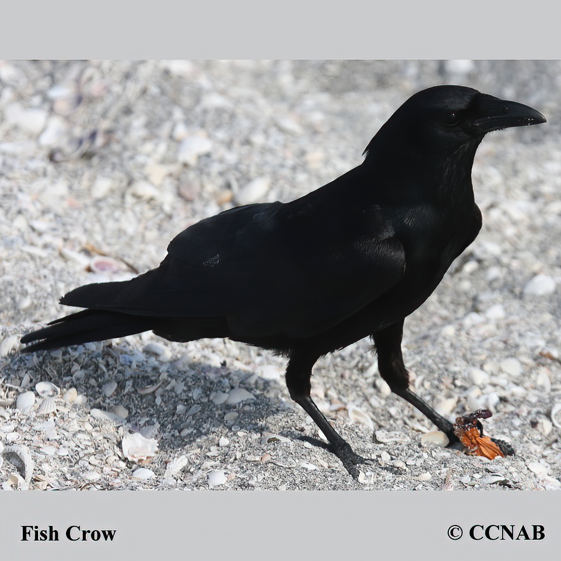 Birds of North America