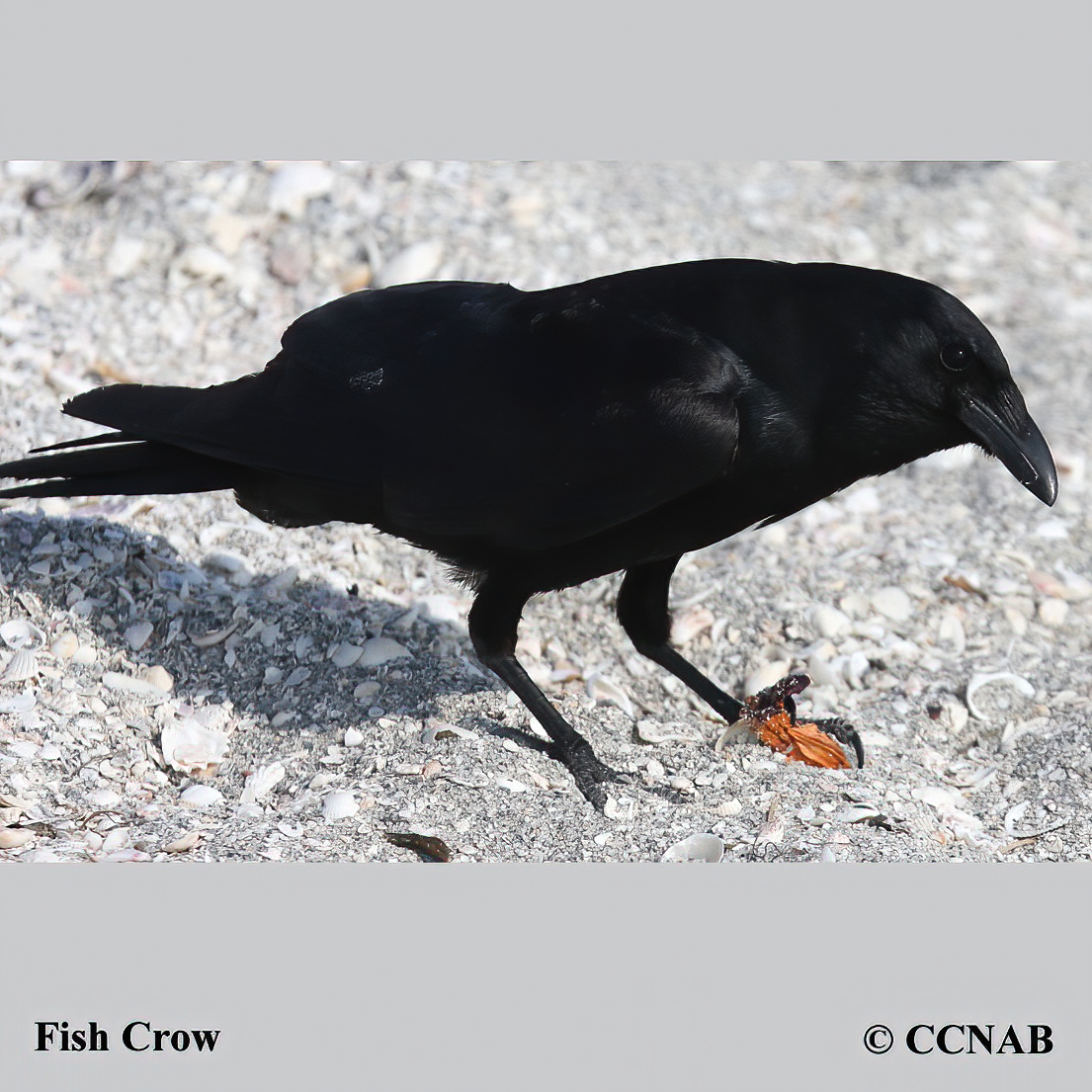 Birds of North America