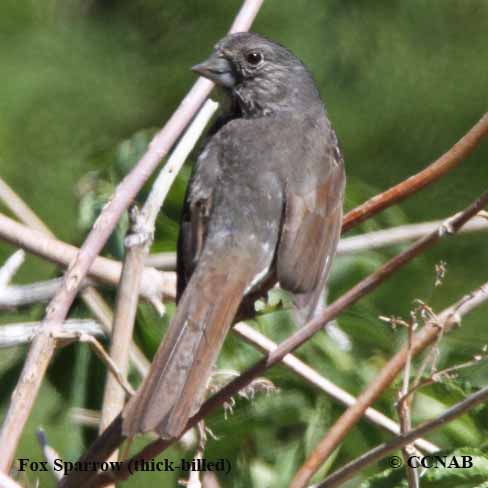 Birds of North America
