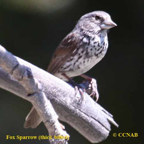 Birds of North America