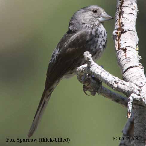 Birds of North America