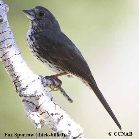 Fox Sparrow (thick-billed)