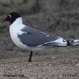 Franklin's Gull songs and calls
