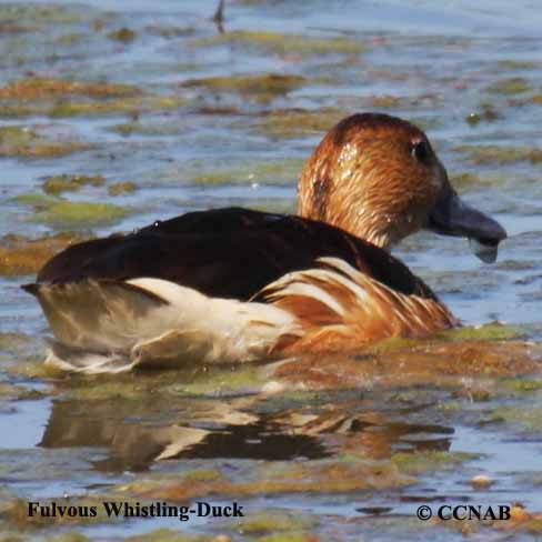 Birds of North America