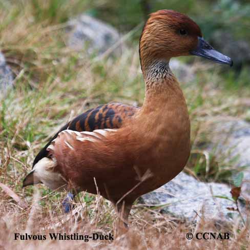 Birds of North America