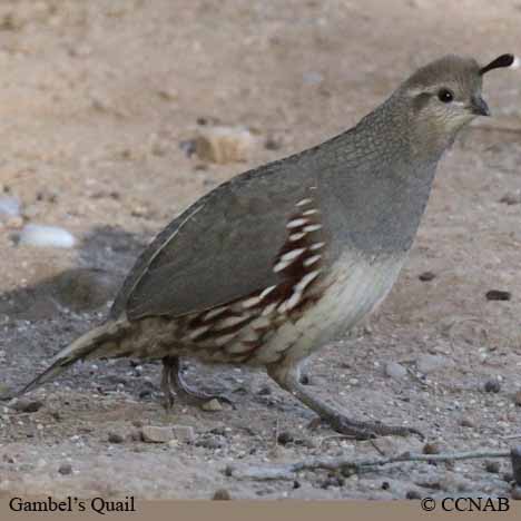 Birds of North America