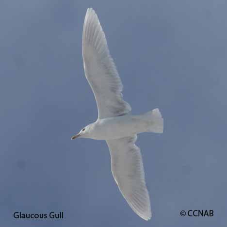 Birds of North America