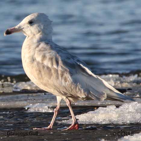 Birds of North America