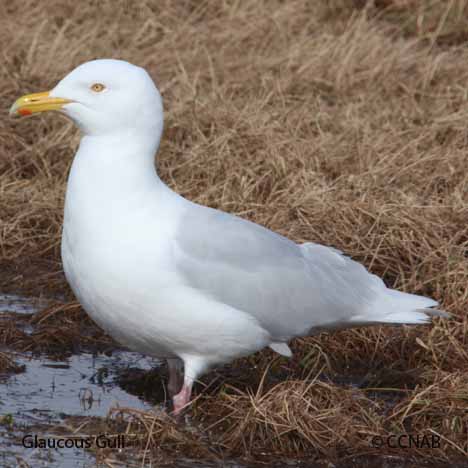Birds of North America