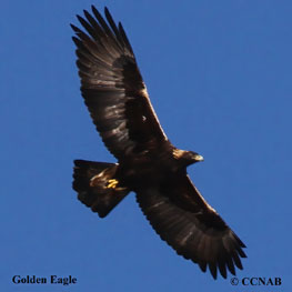 Golden Eagle songs and calls