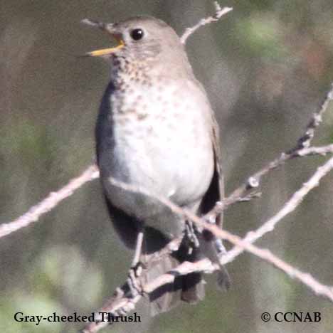 Birds of North America